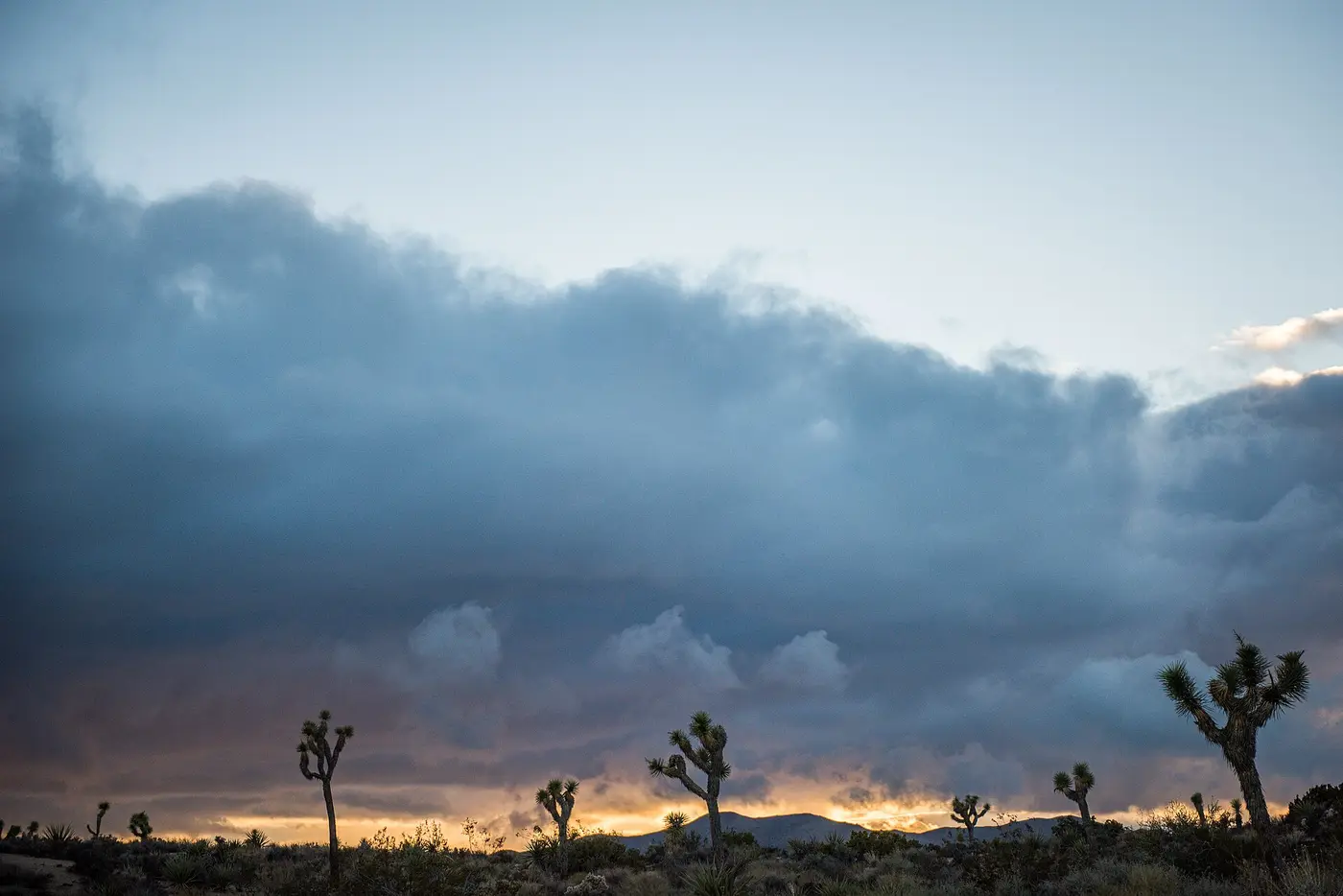 Joshua Tree